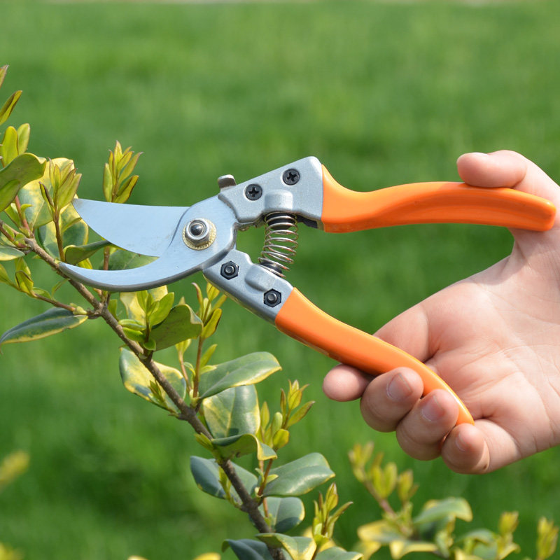 Gardening tools pruning shears pruning scissors picking fruit branches pruning flowers and trees small shears garden scissors greening tools