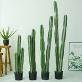 Сумма моделирования небаристого столба Столп Псевдо -Фак -Факский Тропический пустынный растения без шипов большие зеленые растения.