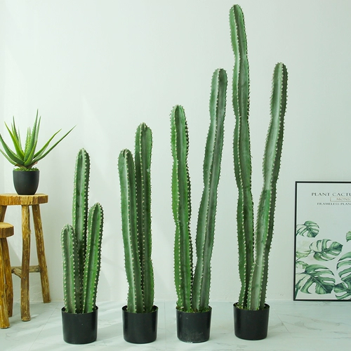 Сумма моделирования небаристого столба Столп Псевдо -Фак -Факский Тропический пустынный растения без шипов большие зеленые растения.