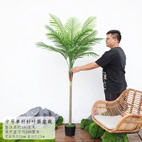 Среднее одноствольное хвойное горшечное растение