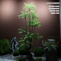 Горшечное растение мискантус с черной косточкой высотой 1,9 м.