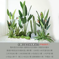 Симуляция Рай Птица Зеленый Растение 4