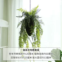 Мужский папоротник мори