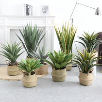 Nordic simulated sisal tropical desert plant potted bionic gladiolus green plant shop window interior floor decoration