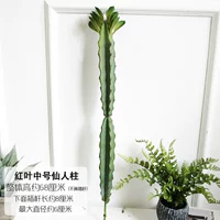 Циклы фиолетовых красных листьев