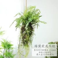 Honeycomb папоротник висящий мяч