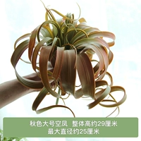 Абрикосовый осенний цвет большой пустой феникс