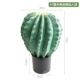 Кактус «Черный бриллиант» высотой 57 см.