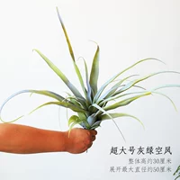 Кхаки с длинным листом серой зеленый пустой феникс