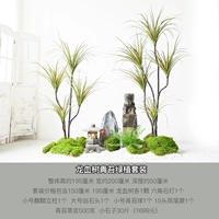 Драконы крови мох Мосс Зеленые растения установлены