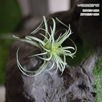 №14 спрей белый иней воздушная трава