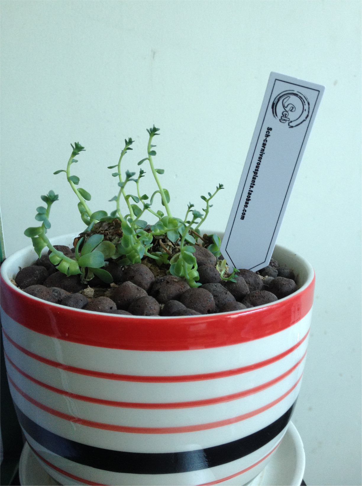 9 years Professional to make flower plastic label Card sapling label Plastics Card Multi-meat PVC Label Card