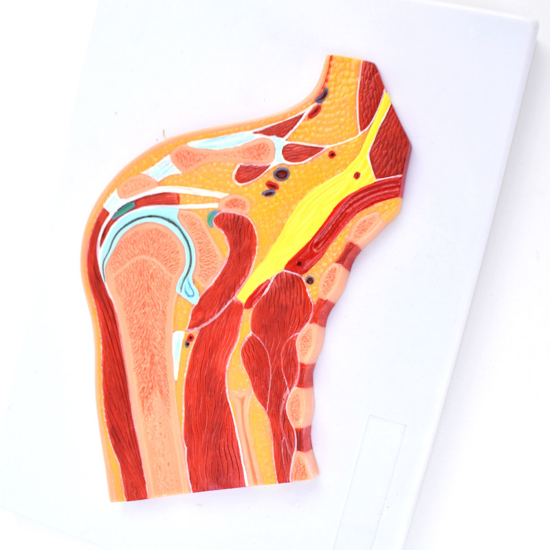 ENOVO颐诺人体肩关节骨骼肌肉模型球窝关节剖面肩关节构造MRI关节