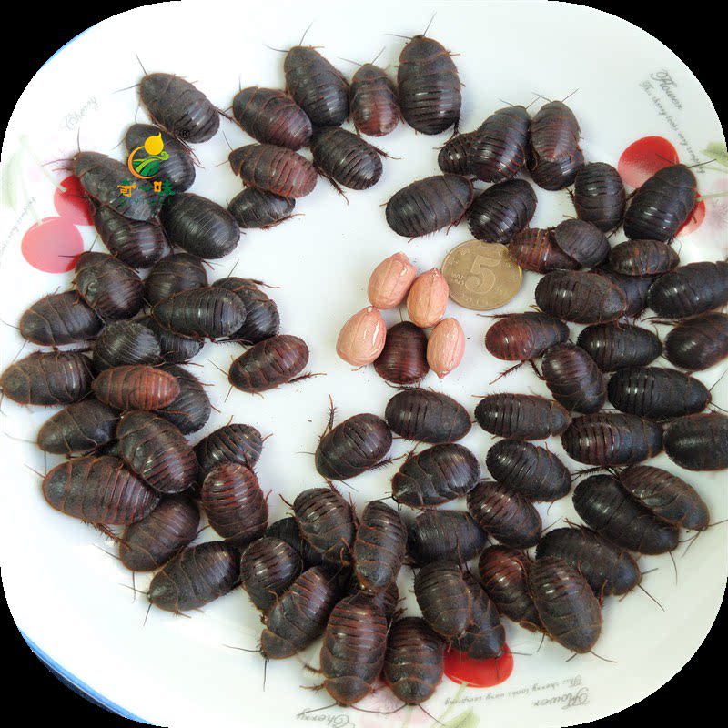 地鳖虫：公土元有翅膀，活体饲料包邮，养鸟养鱼必备神器！🐟🐦-爬虫-淘宝百科网