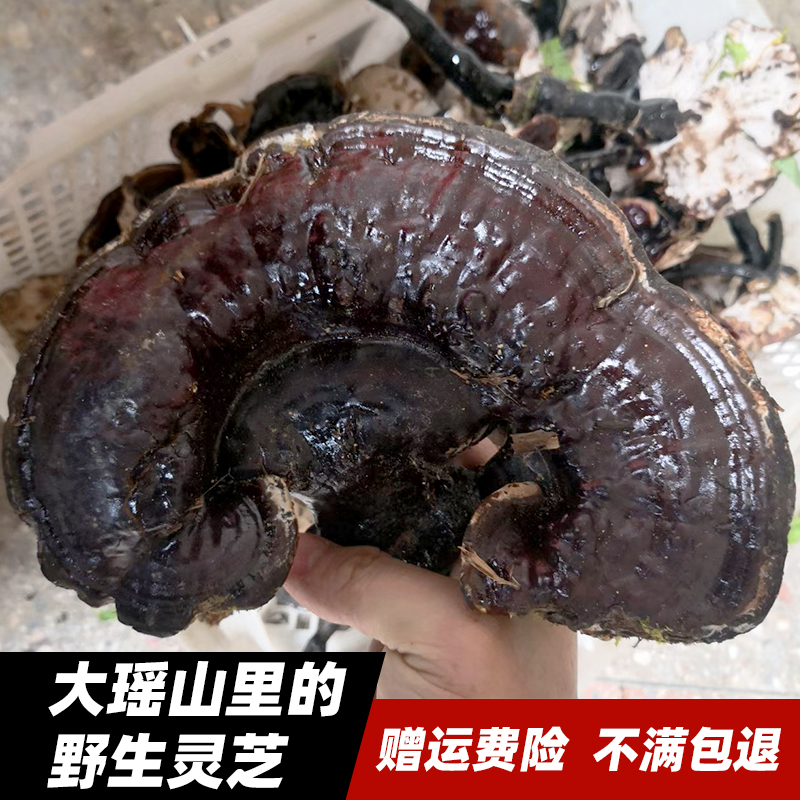 Guangxi Dayao Mountain wild Ganoderma lucidum purple zhi black Ganoderma lucidum robe powder whole flower can be sliced dry goods soaked wine 250 grams