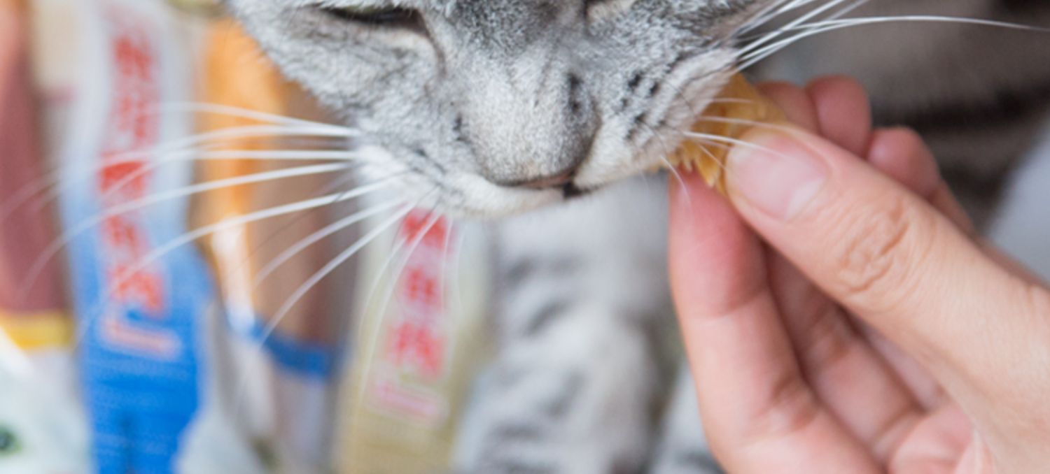 Ren Ke Pet CIAO Inabao tuyệt vời nướng mực mèo ăn nhẹ cá khô cá phi lê thưởng mèo dải thịt khô 4 túi - Đồ ăn nhẹ cho mèo hạt cateye