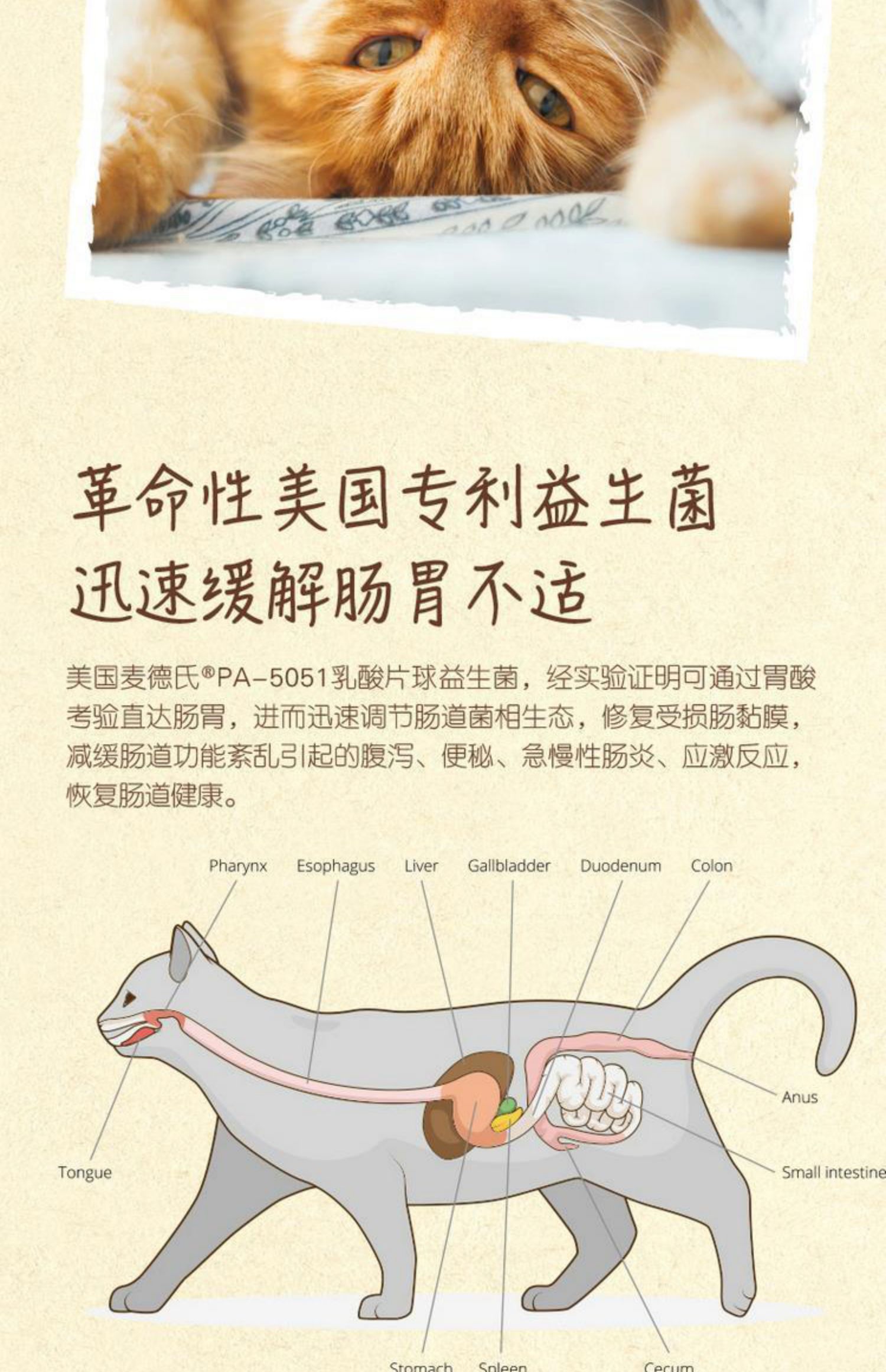 Cat / 麦德 incat mèo với men vi sinh để điều hòa tiêu hóa khó chịu tiêu hóa táo bón viêm ruột gói đơn - Cat / Dog Health bổ sung sữa cho mèo
