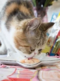 Ren ke pet/ina bao miaohao 啾 啾 啾 啾 啾 啾 啾 营 营 食 食 食 食 食 食