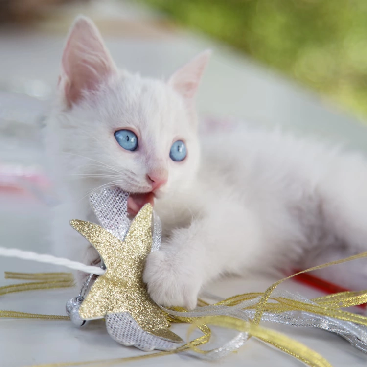 Renke MISSPET Fairy Stick Little Star Bell Fairy Funny Cat Stick Feather Funny Cat Cực tương tác Đồ chơi mèo - Mèo / Chó Đồ chơi