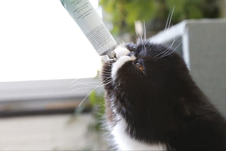 Renke Thú cưng Đức Gimpet Junbao Vitamin Cat Grass Cream Cream Cream To Hair Ball 50g - Cat / Dog Health bổ sung sữa cho chó poodle