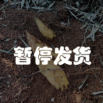 Gannan winter bamboo shoots fresh and natural wild farmers are now digging bamboo shoots bamboo shoots 10 catties of Shunfeng