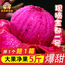 Fire fruit fresh when the season is full box 10 kilos of fresh fruit cooked Hainan red heart fire dragon fruit red overt production