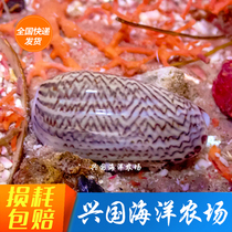 Imported sand-turning snails Live sea fish Coral tank Sea tank sand-turning starfish algae removal biological express package