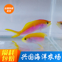 Hawaii Gem Sea Gold Fish Violet Sea Water Fish Living Coral Vat Group Breeder Express Package Live