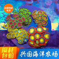 Symphony button imported artificial button coral platter Two-color multi-color natural button coral boutique seawater fish