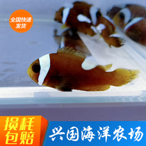 Saddle Back Clown Ampere Bay da Vinci Hurricane Panda Picasso Australia Black Gongson Seawater Fish Xingguo Express