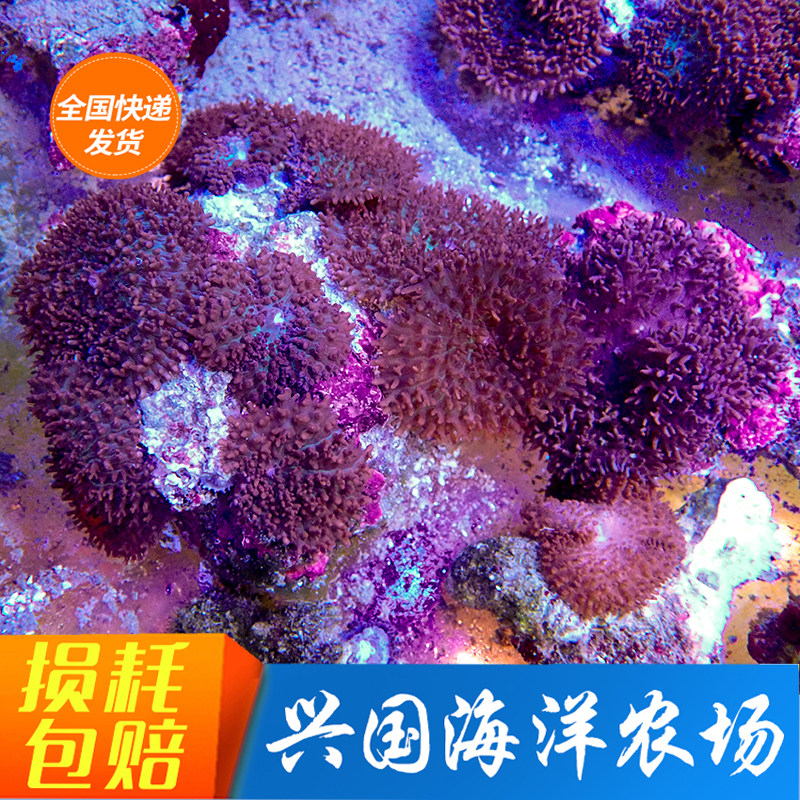 Green bottom red mullet mushrooms orange bubble mushrooms Mushrooms Seawater Fish Ornamental Fish Living Coral Clown Set Water Express Package Live