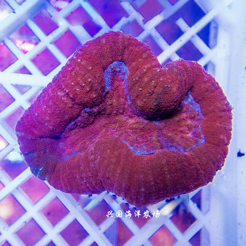 Красный мозг -проживание живой коралловой коралловой морской рыбы Морская рыба бак мозг LPS LPS нижний слой коралловый курьер Living