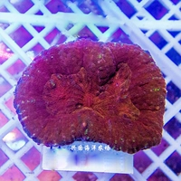 Красный, 4-6см