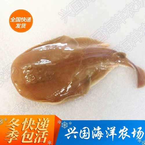 Электрический -проживание водных рыб, живая местная рыба хрящ, вертикальная рыба Электрика