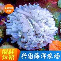 Long shall white fly pan red yellow blue flying disc short required software coral sea water fish hardbone Xingguo Marine farm bag live