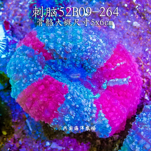 Красный мозг -проживание живой коралловой коралловой морской рыбы Морская рыба бак мозг LPS LPS нижний слой коралловый курьер Living