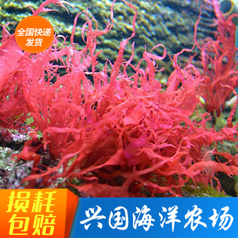 Flame Algae Seawater Fish Tank Red Seaweed Ornamental Living Body Removal NO3 PO4 Algae Cylinder Sea Cylinder View Water Algae Bloom