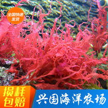 Flame Algae Seawater Fish Tank Red Seaweed Ornamental Living Body Removal NO3 PO4 Algae Cylinder Sea Cylinder View Water Algae Bloom