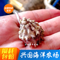 Bulls eye snail Sea water ornamental fish Live algae-eating snail Salamander snail Cleaning snail Express package Live clownfish Sea water pet