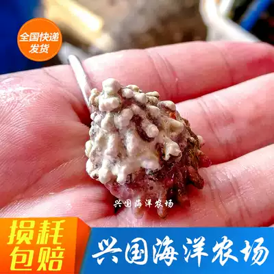 Bullseye snail seawater ornamental fish Live algae-eating snail Salamander snail Cleaning snail Express package live clownfish Seawater pet