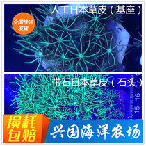 Artificial Japanese Turf Sea Water Turf Coral Seawater Fish Tank Living Coral Trespass Bio Clown Fish Express