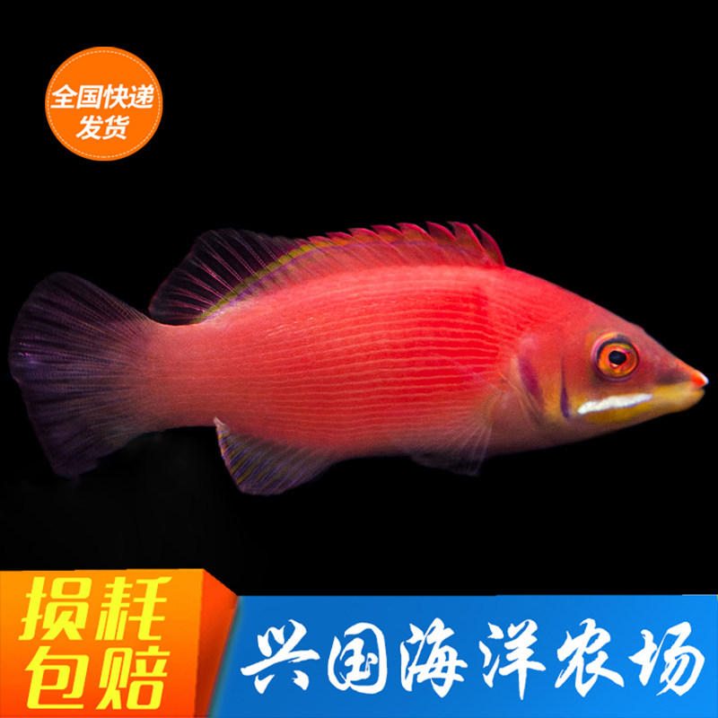 Mona Lisa Dragon Velvet Fox Seawater Fish Living Eating Worm Longhead Fish Live Express Shipping Kits Live Coral Fish