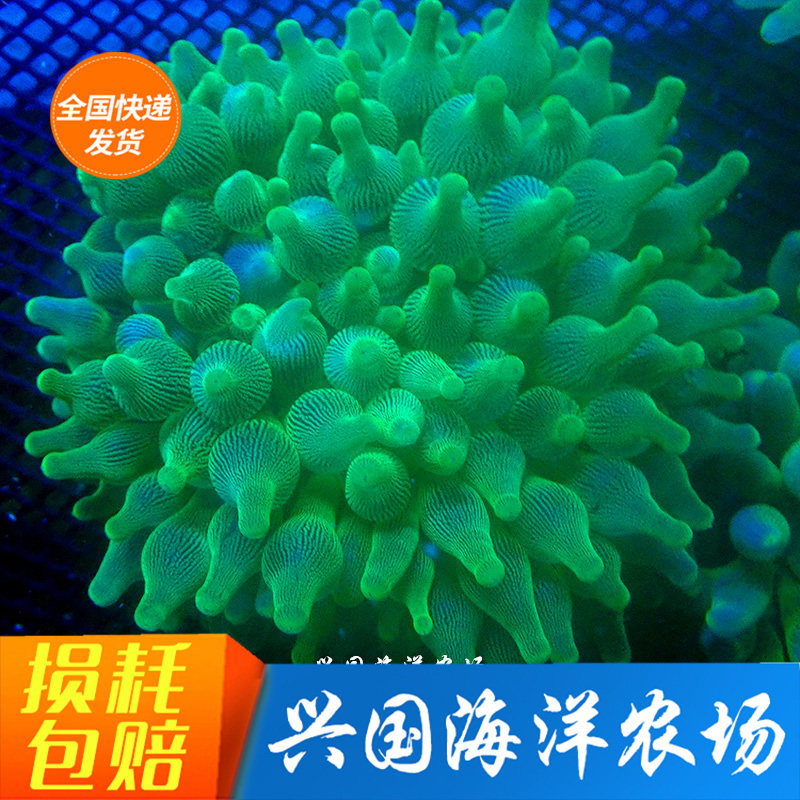 Nipple Sea Anemone Red Nipple Purple Spot White Anemone Princess Sea Anemone Fluorescent Green Carpet Anemone ClownFish Symbiotic Sea Anemone