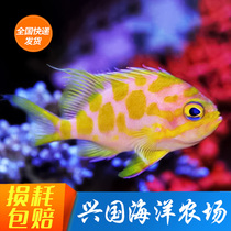 Cherry Blossom Precious Stones Mouldy Fish Sea Gold Seawater Fish Living Coral Fish Vat Clown Fish Express Shipping Package Live Xingguo