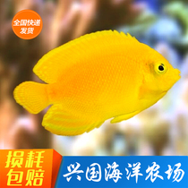 Yellow Bridal Seawater Fish Living Indonesia Yellow Little Fish lemon Batch of fairy Fish Grocery Delivery Bag Live