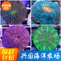 Picture selection Mini frisbee Sea water coral live express delivery package live marine life with stone Xingguo fish tank