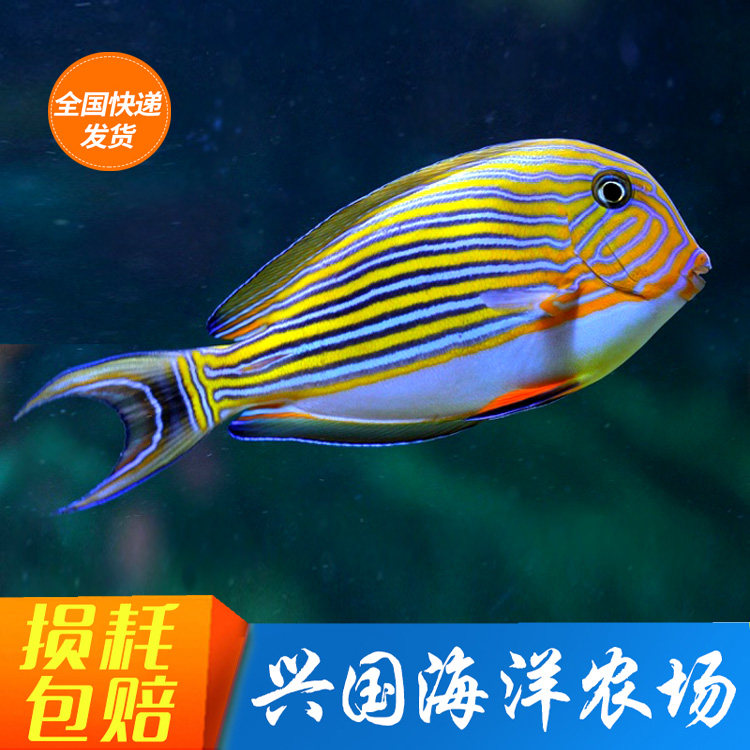 Twill Hanging Fish Seawater Fish Living inverted hanging fish Algae Removal Algae Blue Chanting Gold Pendant Express Transport Bag Live