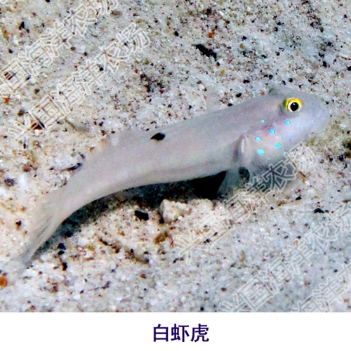 Белые креветки тигр морской рыба коралловый аквариум живые тела