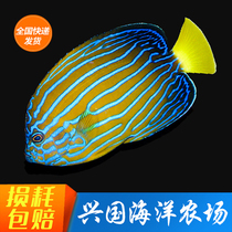Golden Butterfly Seawater Fish Living Queen Queen Saddle Ornamental Fish Clown Fish God Fairy Fish set water express package live
