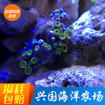 Special button Green and yellow button Wild button coral live seawater fish tank clownfish special express package live